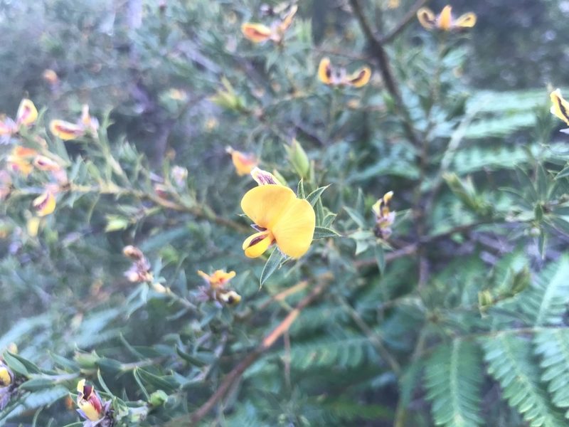 Loricobbia reticulata, photographed by Ann Bentley