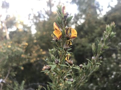 Loricobbia reticulata, photographed by Ann Bentley