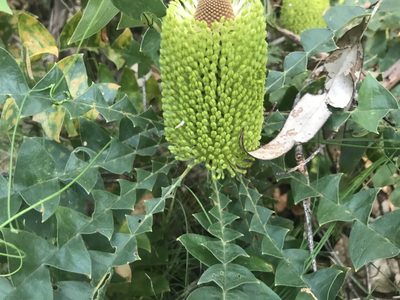 Banksia grandis, photographed by Ann Bentley