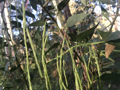 Acacia urophylla