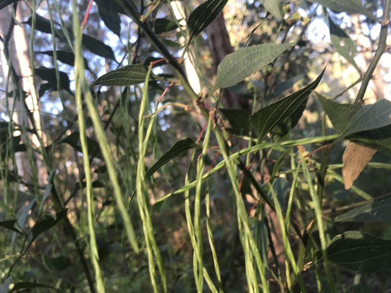 Acacia urophylla, photographed by Ann Bentley