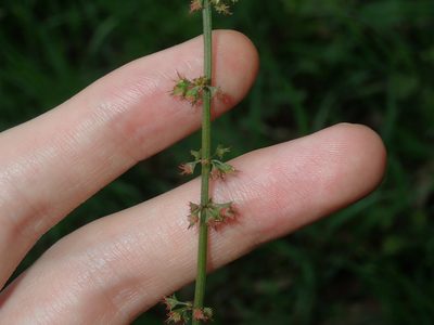Rumex brownii, photographed by Thomas Mesaglio