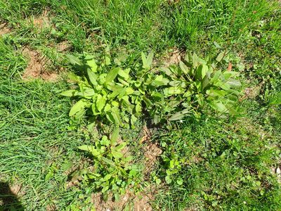 Rumex brownii, photographed by Thomas Mesaglio