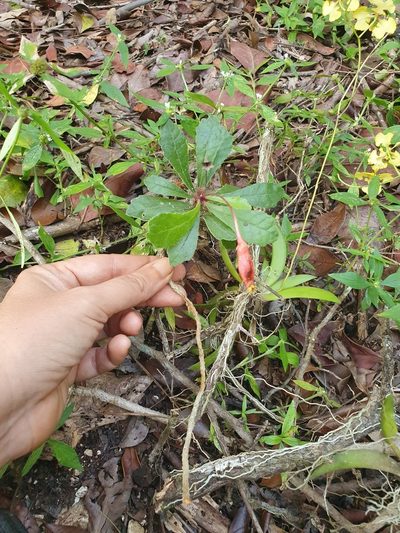 Gesneria tuberifera, photographed by Yolanda M. Leon