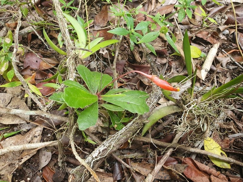 Gesneria tuberifera, photographed by Yolanda M. Leon