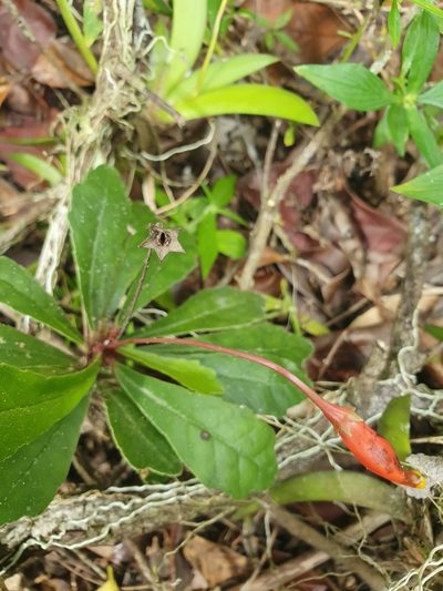 Gesneria tuberifera, photographed by Yolanda M. Leon