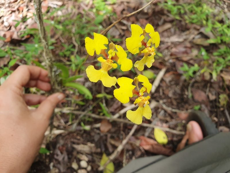 Tolumnia guianensis, photographed by Yolanda M. Leon