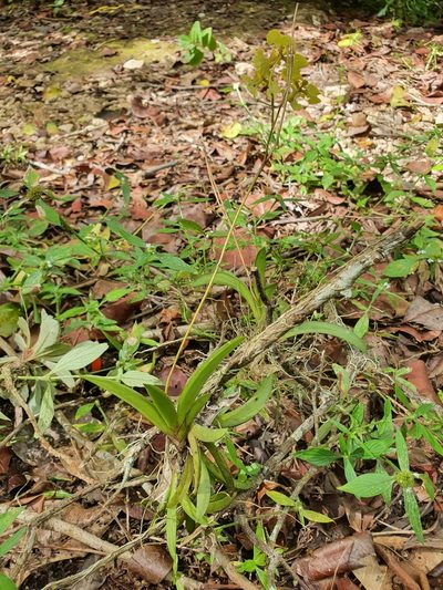 Tolumnia guianensis, photographed by Yolanda M. Leon