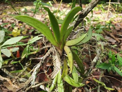 Tolumnia guianensis, photographed by Yolanda M. Leon