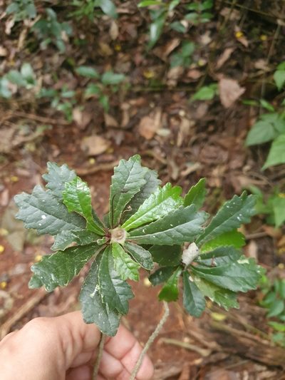 Gesneria tuberifera, photographed by Yolanda M. Leon