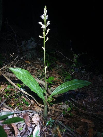 Govenia utriculata, photographed by Yolanda M. Leon