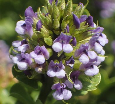 Psoralea acuminata, photographed by Nicola van Berkel