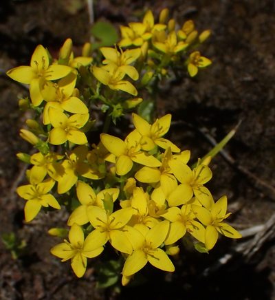 Sebaea aurea, photographed by Nicola van Berkel