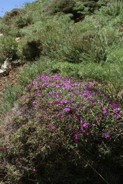 Onobrychis cornuta, photographed by Oleg Kosterin