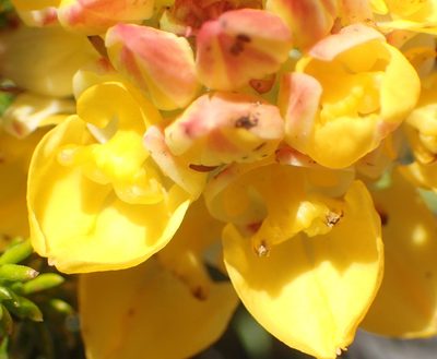 Ceratandra grandiflora, photographed by Nicola van Berkel