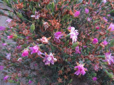 Ruschia calcicola, photographed by James Deacon