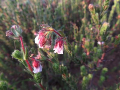 Hermannia muirii, photographed by James Deacon