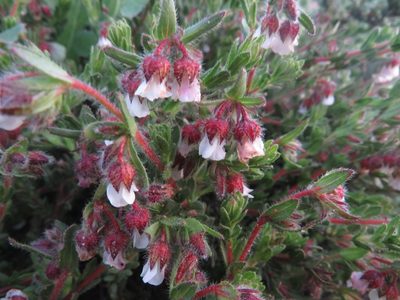 Hermannia muirii, photographed by James Deacon