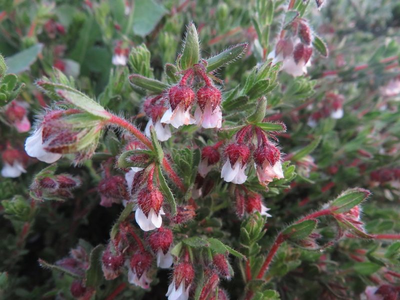 Hermannia muirii, photographed by James Deacon