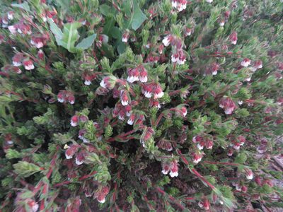 Hermannia muirii, photographed by James Deacon