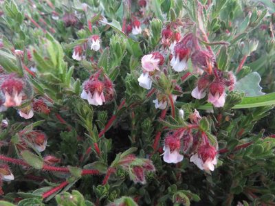 Hermannia muirii, photographed by James Deacon