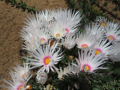 Lampranthus ceriseus, photographed by James Deacon
