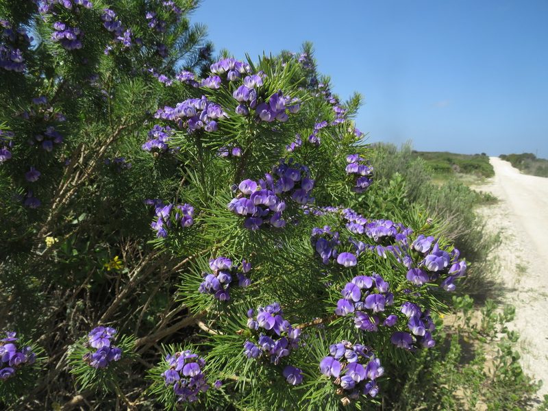 Psoralea brilliantissima, photographed by James Deacon