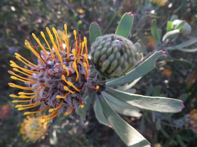 Leucospermum muirii, photographed by James Deacon