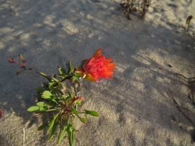 Lampranthus fergusoniae, photographed by James Deacon