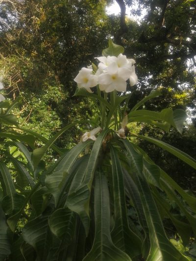 Plumeria pudica, photographed by GERMAN LEONEL SARMIENTO CRUZ
