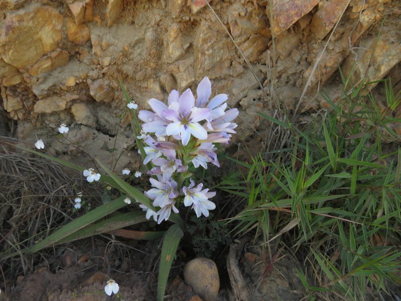 Babiana fourcadei, photographed by James Deacon