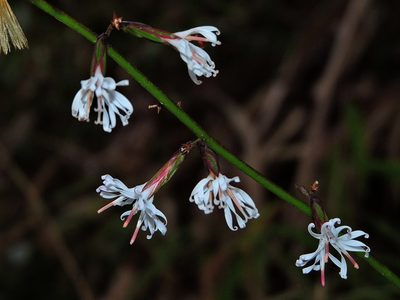 Ainsliaea macroclinidioides, photographed by Jacy Chen