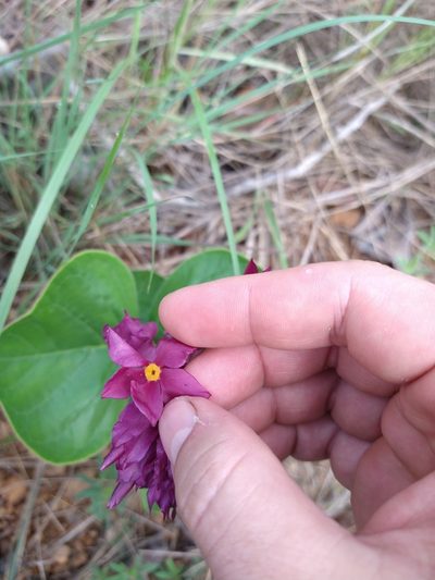 Prestonia erecta, photographed by Leonardo Bergamini