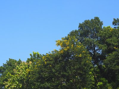 Senna siamea, photographed by 葉子