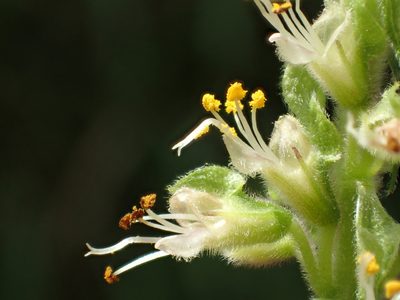 Ocimum gratissimum, photographed by 葉子