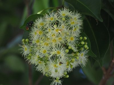 Syzygium formosanum, photographed by 葉子