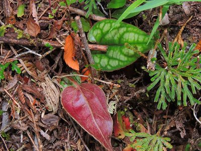 Ainsliaea fragrans, photographed by Jacy Chen