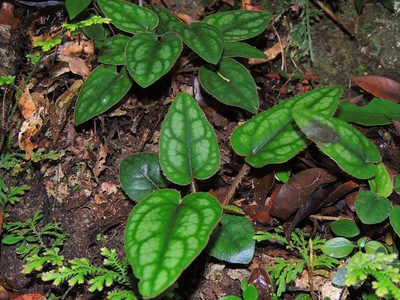Ainsliaea fragrans, photographed by Jacy Chen