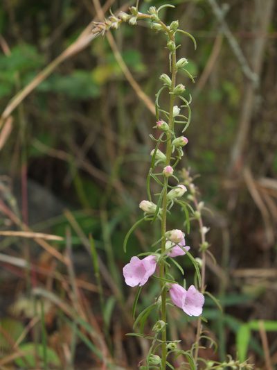 Micrargeria wightii, photographed by Siddarth Machado