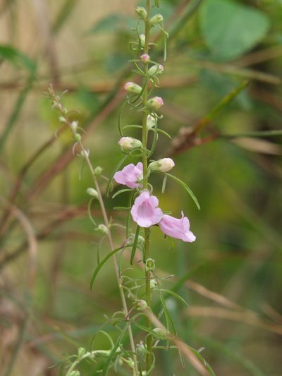 Micrargeria wightii, photographed by Siddarth Machado