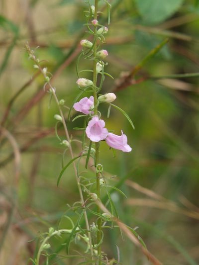 Micrargeria wightii, photographed by Siddarth Machado