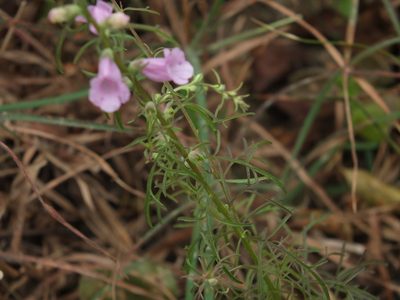Micrargeria wightii, photographed by Siddarth Machado