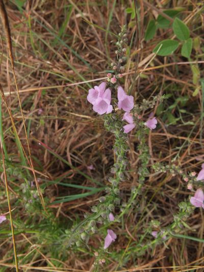 Micrargeria wightii, photographed by Siddarth Machado