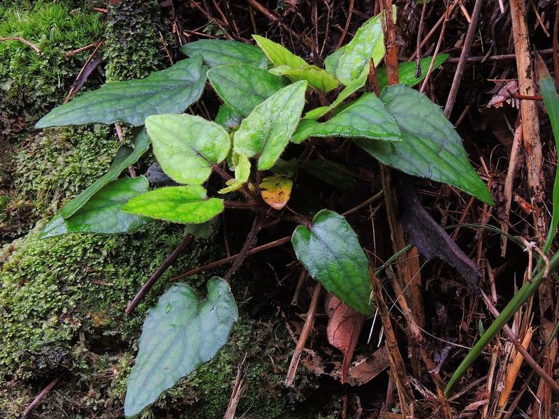 Ainsliaea fragrans, photographed by Jacy Chen