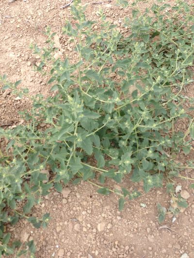 Atriplex rosea, photographed by naturalist charlie