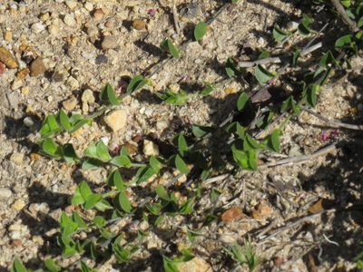 Psoralea imbricata, photographed by Jeremy Gilmore