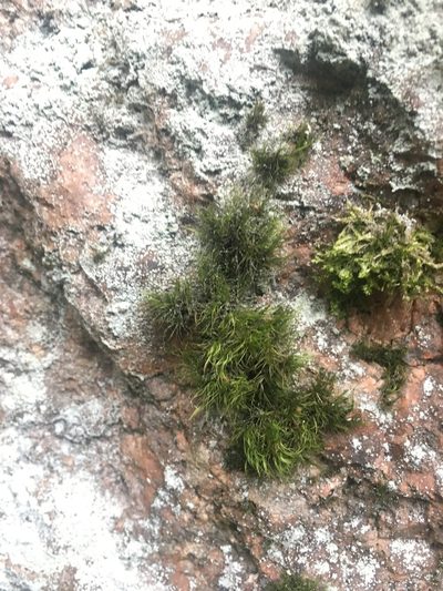 Paraleucobryum longifolium, photographed by Виктор
