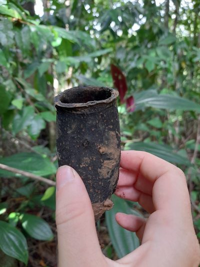 Couratari guianensis, photographed by maddysk