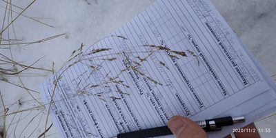 Agrostis gigantea, photographed by Yurii Basov