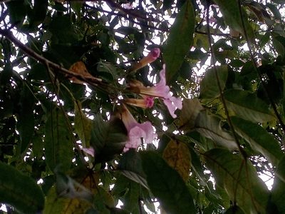 Tabebuia rosea, photographed by Mateo Puerta